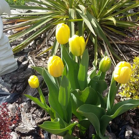 Tulipan