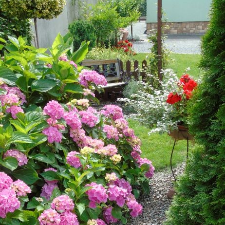 Zakątek wypoczynkowy przy hortensji ogrodowej.