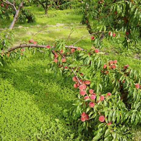 Poplon pod drzewkiem brzoskwini wyciągnie z gleby resztki azotu
