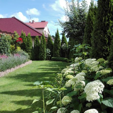 W półcieniu rzucanym przez naszego dęba pięknie rosną hortensje.