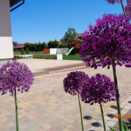 czosnek purpl sensation z ogrodem w tle