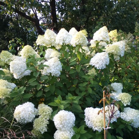 Hortensje to dominujące akcenty w moim ogrodzie