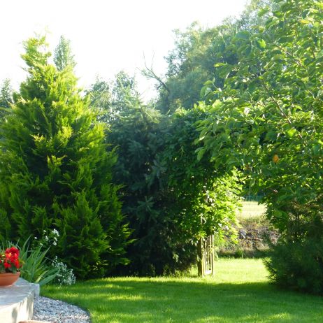 Pergola z glicynią dzieląca ogród na dwie części.