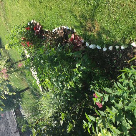 Rabata1.Hortensje, krzewuszki