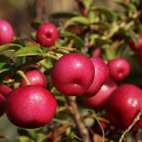 Łudząco podobne do młodych jabłek owoce pernecji chilijskiej długo utrzymują się na gałązkach, czyniąc z rośliny wyjątkową dekorację balkonową  (zdj.: Fotolia.com)