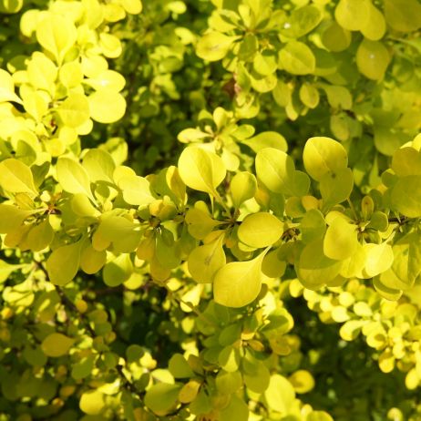 Często wykorzystywany jako żywopłot liściasty berberys Thunberga Berberis Thunbergii występuje w wielu odmianach o żółtych liściach (zdj.: Fotolia.com)