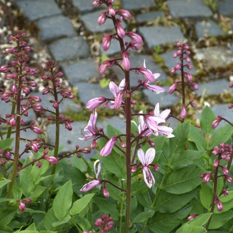 Dyptam jesionolistny Dictamnus albus objęty jest w Polsce ścisłą ochroną jako gatunek zagrożony lub wymierający (zdj.: Fotolia.com)
