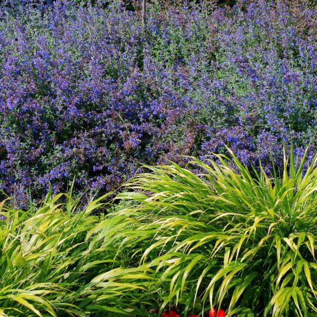 Hakonechloa smukła Hakonechloa macra to bujna trawa ozdobna, która doskonale kontrastuje z obficie obsypanymi w kwiatostany krzewami, w tym przypadku kocimiętką Faassena Nepeta faassenii (zdj.: Fotolia.com)