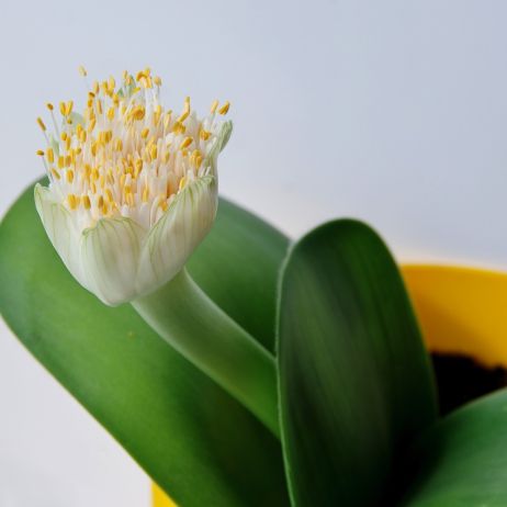 Krasnokwiat białokwiatowy Haemanthus albiflorus zwyczajowo kwitnie w czerwcu, wypuszczając osiągającedo 15 centymetrów średnicy białe kwiatostany (zdj.: Shutterstock.com)
