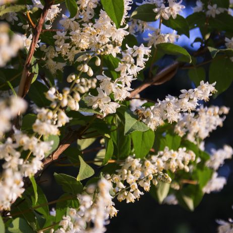 Kwitnący żylistek szorstki deutzia scabra będzie jedną z najbardziej okazałych roślin w ogrodzie (zdj.: Fotolia.com) 