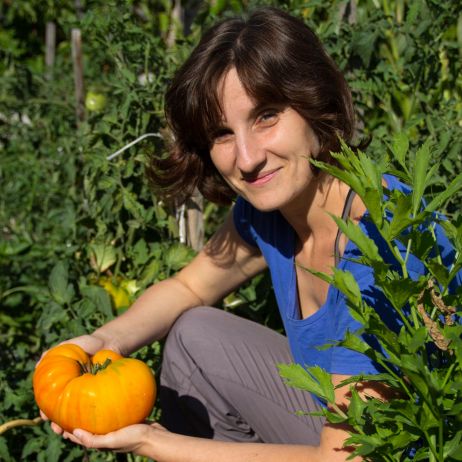 Moja ulubiona odmiana pomidorów, odporne i niezawodne Liften Yellow