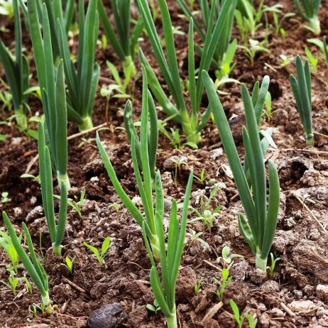 Nasiona kiełkują już przy 5°C, nasze warzywa zaczną więc dojrzewać w kilka tygodni po stałym zaniku przedwiosennych przymrozków (zdj.: Fotolia.com)