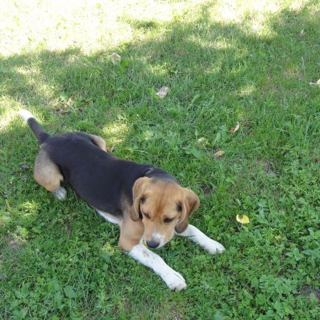 Nasz pies uwielbia wylegiwać się na trawie.