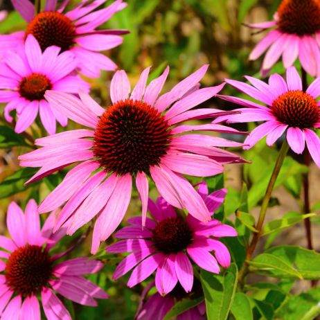 Pędy jeżówki purpurowej Echinacea purpurea osiągają do metra długości, przez co roślina ta stworzona jest do stanowienia tła na rabacie  (zdj.: Shutterstock.com)