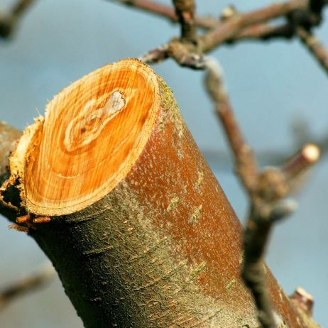 Tnąc drzewa owocowe (w tym przypadku jabłoń), należy zadbać o pozostawienie odpowiedniej ilości krótkopędów, odpowiedzialnych za wydawanie owoców (zdj.: Adobe Stock)