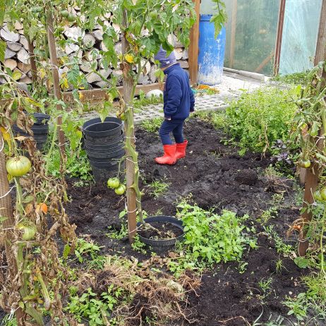 Tomuś dogląda prac w pomidorach