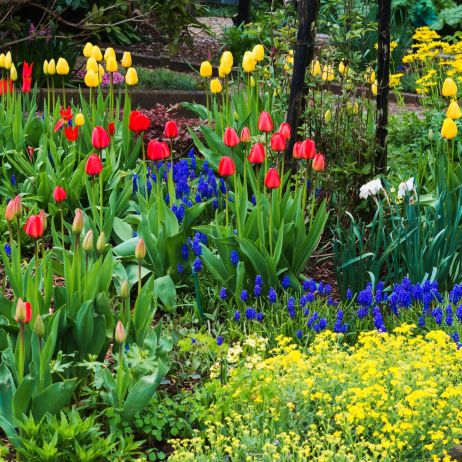 Wiosenne rabata składająca się głównie z roślin cebulowych zachwycać powinna przede wszystkim ferią barw (zdj.: Fotolia.com)