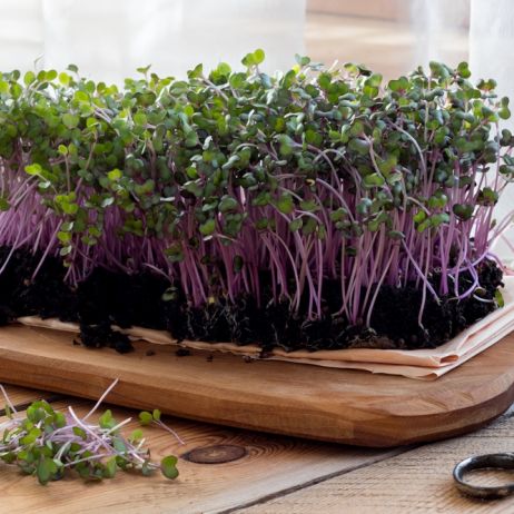 (zdj.: materiały producenta)