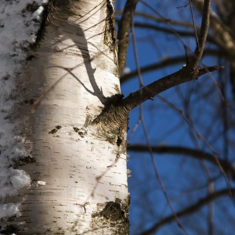 Zimowe pęknięcie kory przydarza się zazwyczaj młodym drzewom o ciemnej, stąd tak ważny jest zabieg wapnowania pnia (zdj.: Fotolia.com)