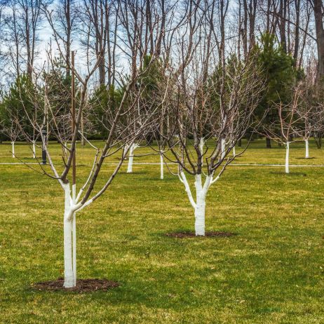 Do szybszego wiosennego wzrostu drzewom niezbędne jest nawożenie nawozem azotowym oraz regularne podlewanie lub warunki, sprzyjające efektywnemu pobieraniu wody z gleby. (zdj.: Adobe Stock)