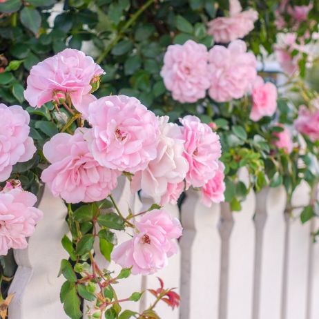 Dzięki trwałości i wytrzymałości, róże doskonale nadają się na obsadzanie wokół płotów czy murków, a uroda ich kwiatów to idealny sposób na wprawienie w dobry nastrój nadchodzących gości.  (zdj.: Adobe Stock)