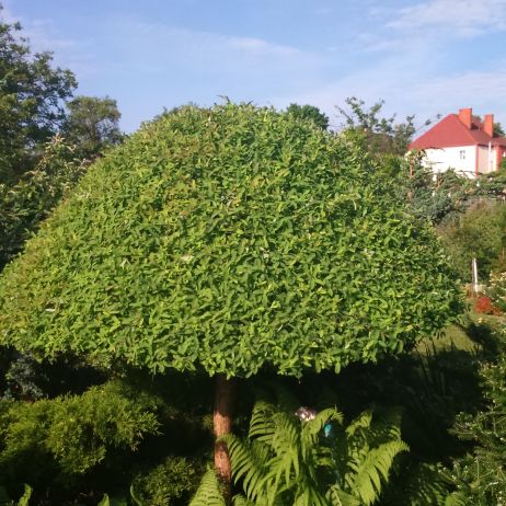 Grzybek albo parasol jak kto woli