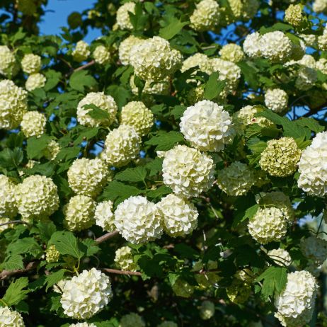 Kalina koralowa Viburnum opulus w odmianie Roseum nie owocuje, wypuszcza wyłącznie wyjątkowo piękne, kuliste kwiaty.  (zdj.: Adobe Stock)