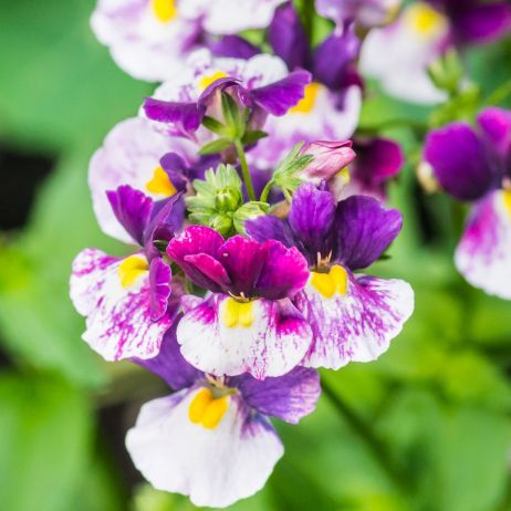 Kwiaty nemezji rozłożystej (nemesia fruticans) charakteryzują się wyjątkową, niesymetryczną budową. Przy obfitym kwitnieniu, staną się godną podziwu ozdobą. (zdj.: Adobe Stock)