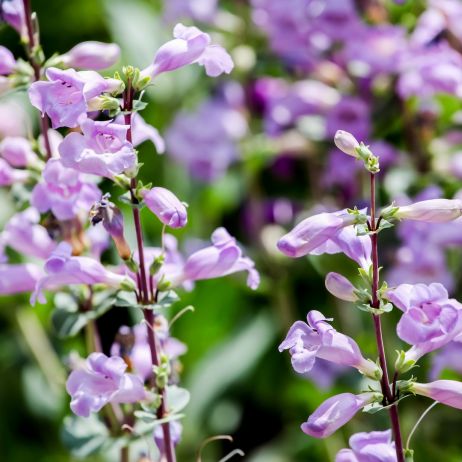 Penstemony (penstemon mexicali) to rośliny na stanowiska słoneczne lub półcieniste, wymagające żyznej  i przepuszczalnej gleby. (zdj.: Adobe Stock)