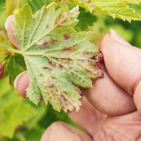 Zwalczanie mszyc jest obowiązkowe, jeśli zależy nam na ciągłym i naturalnym rozwoju rośliny. (zdj.: iStock)