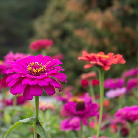 Kwiaty cynii wytwornej (zinnia elegans) z powodzeniem można ciąć i umieszczać w wazonie, podobnie jak suszyć. (zdj.: Adobe Stock)