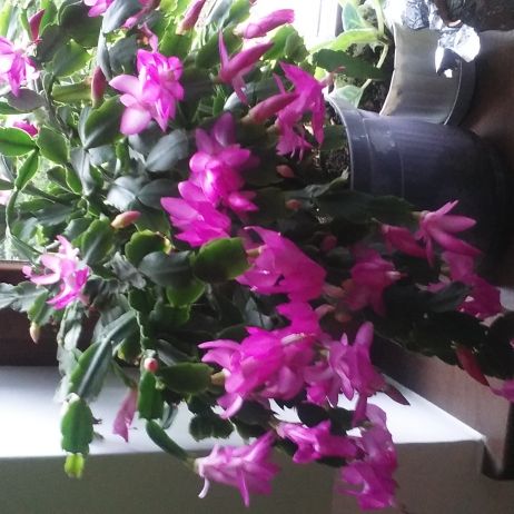 KWIATY  W DOMU    PANI KAZIMIERY   GRUDZIĘŃ FIOLETOWY