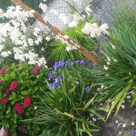 tu widać pięknie kwitnącą hortensje i jukę