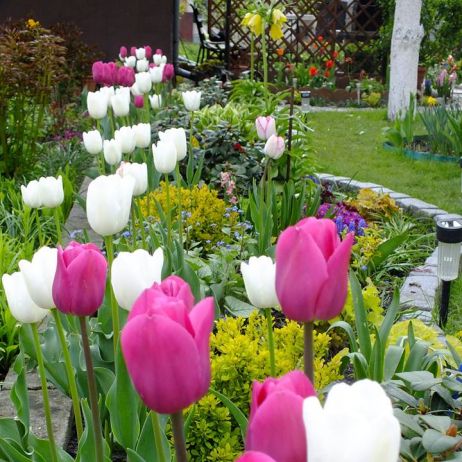 Tulipany - moje ulubione wiosenne kwiaty