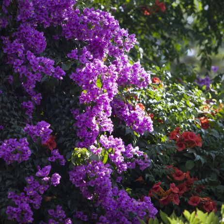 Kolor kwiatów bugenwilli zależy od odmiany. Prócz koloru fioletowego, bugenwille kwitną na m.in. biało, żółto czy szkarłatnoczerwono. (zdj.: Adobe Stock)
