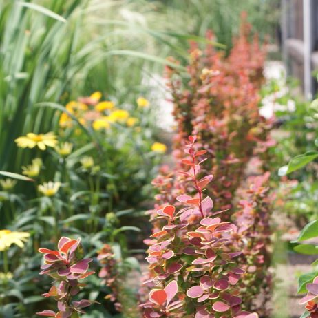 Berberysy z jeżówką