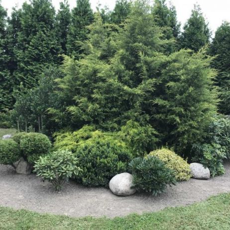 tuje, ostrokrzew i rododendrony