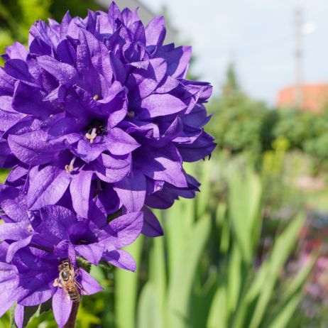 Najbardziej dostojną z prezentowanych odmian wydaje się być dzwonek skupiony (campanula glomerata), której kwiaty tworzą kulę wyłącznie na szczycie łodygi. (zdj.: Adobe Stock)