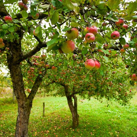 Późne owocowanie jabłoni ma wiele zalet. Przede wszystkim ich owoce dłużej pozostaną świeże podczas przechowywania zimą. (zdj.: Adobe Stock)