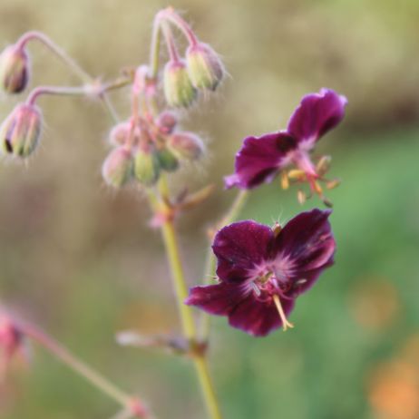 Subtelny urok Bodziszka żałobnego