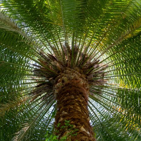 Daktylowiec kanaryjski Phoenix canariensis (zdj.: Adobe Stock)