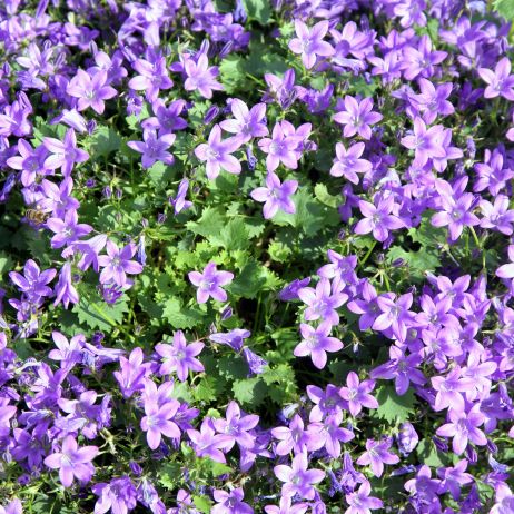 Dzwonek Poszarskiego Campanula poscharskyana (zdj.: Adobe Stock)