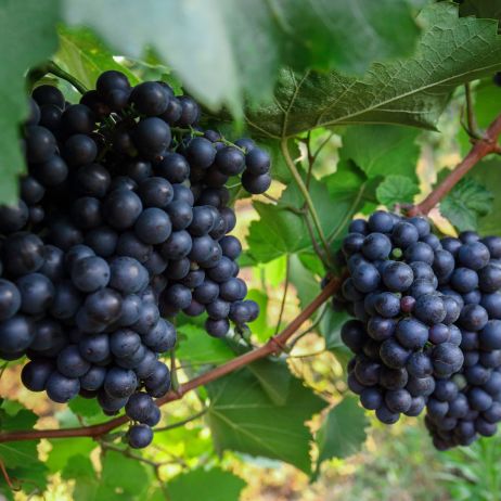 Gruntowa uprawa winorośli deserowej jest możliwa, pod warunkiem zadbania o odpowiednie zimowanie roślin. (zdj.: Adobe Stock)