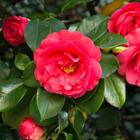 Kamelia camellia (zdj.: Adobe Stock)