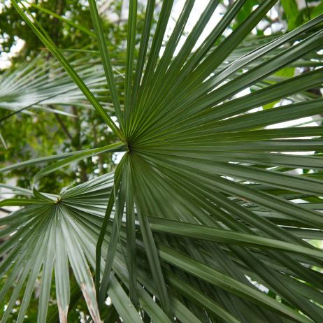 Karłatka niska Chamaerops humilis (zdj.: Adobe Stock)