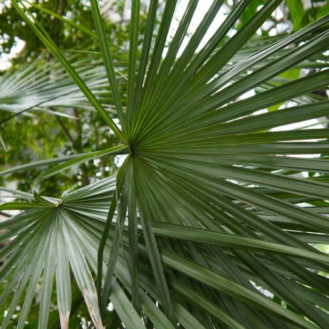 Karłatka niska Chamaerops humilis (zdj.: Adobe Stock)