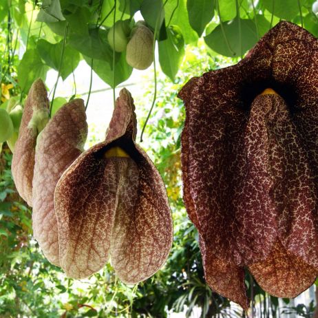 Kokornak Aristolochia (zdj.: Adobe Stock)