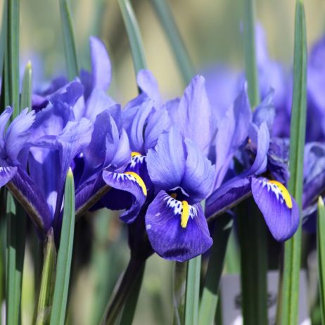 Kosaciec żyłkowany Iris reticulata (zdj.: iStock)