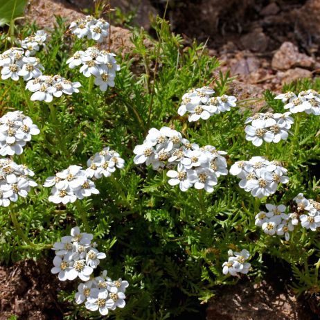 Krwawnik piżmowy (achillea moschata) jest niską odmianą o śnieżnobiałych kwiatach, której służy otoczenie  roślin okrywowych. (zdj.: Adobe Stock)