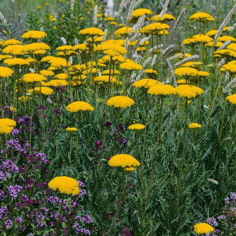 Krwawnik wiązówkowaty Achillea filipendulina doskonale prezentuje się nie tylko na rabatach, ale i w wazonach. Kwiaty krwawnika wiążówkowatego nie tracą bowiem koloru podczas suszenia. (zdj.: Adobe Stock)